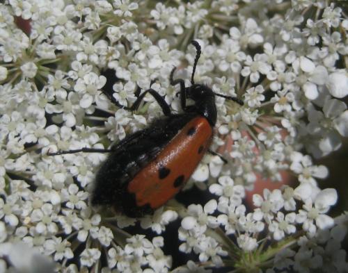 Réf. 188 928 : Mylabris quadripunctata
